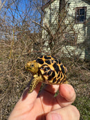 Burmese Star Tortoise 2024