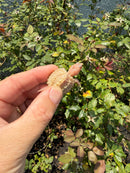 Albino Florida Snapping Turtle 2026