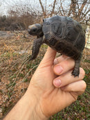 Aldabra Tortoise USA CB 2025