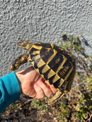 Eastern Hermann's Tortoise Adult Female