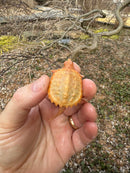 Baby Albino Common Snapping Turtle Male