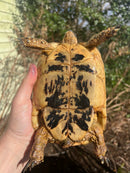 Libyan Greek Tortoise Adult Female