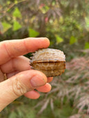 Vietnamese Black Breasted Leaf Turtle Baby 2025