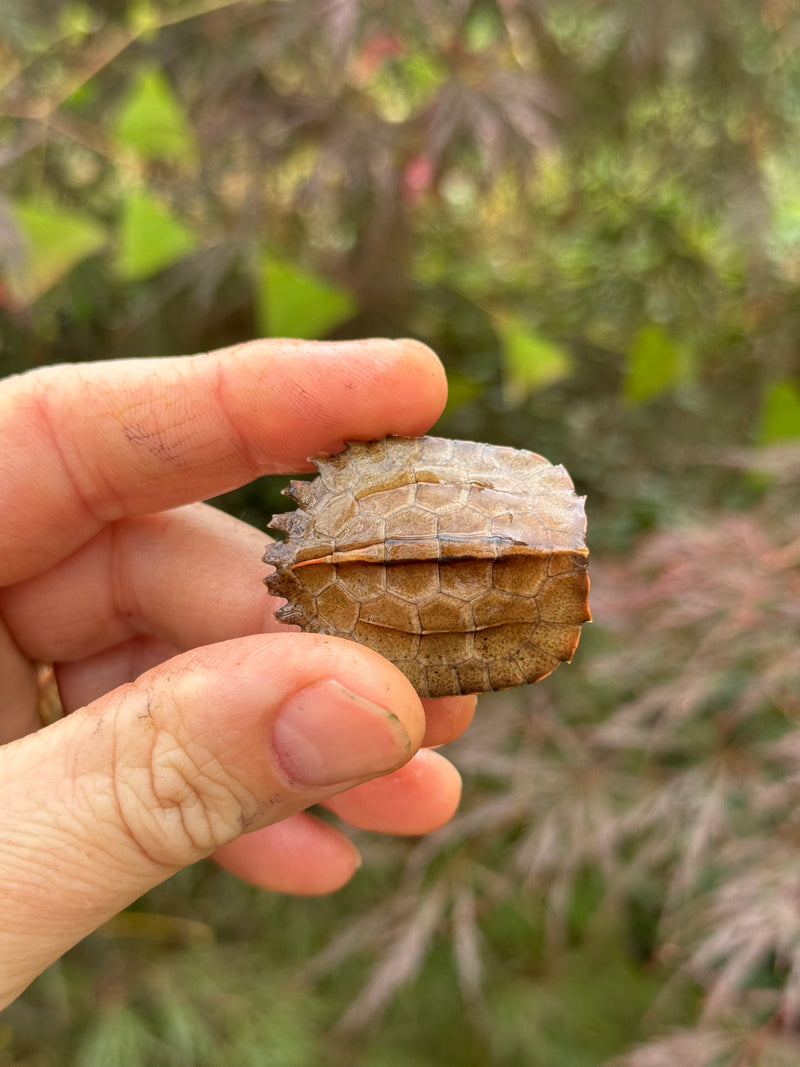 Vietnamese Black Breasted Leaf Turtle Baby 2025