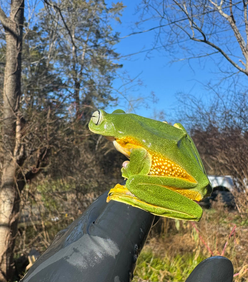 Black Webbed Flying Frog  (Rhacophorus rheinwardti)