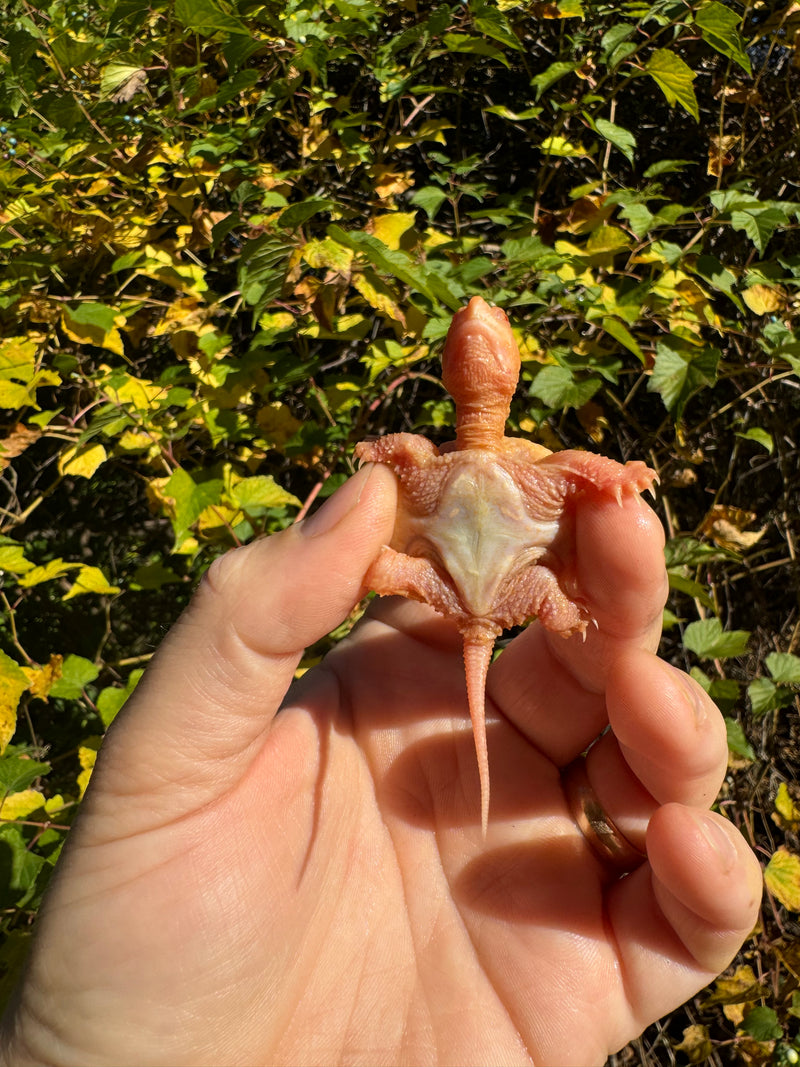 Baby Albino Common Snapping Turtle (Imperfect Shell) (Chelydra serpentina)