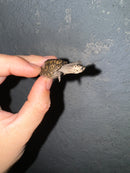 Hi White Concentric Diamondback Terrapin 2024