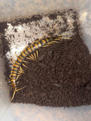 Piece of Lava Centipede Adults (Scolopendra subspinipes ‘piceoflava’)