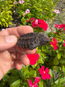 Alligator Snapping Turtle X Common Snapping Turtle