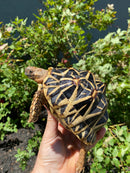 Indian Star Tortoise 2020