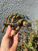 Eastern Hermann's Tortoise Adult Male