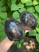 Black Marsh Turtle Adult Pair