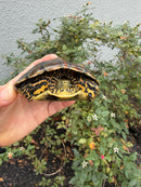 Spanish Pond Turtle Adullt Pair