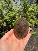 Razor backed Musk Turtle CB Adult Male