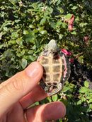 Indian Pink Ringed Tent Turtle