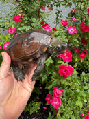 Reeves Turtles Adult Female