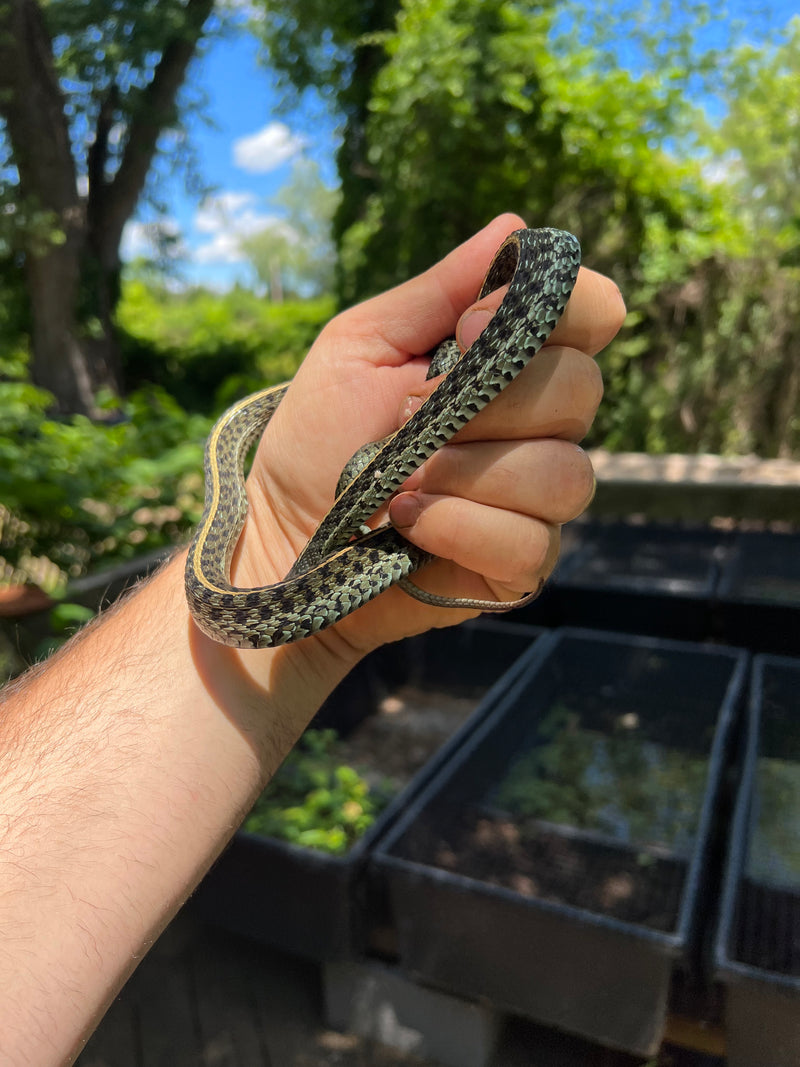 Florida Blue Garter Snake Adult Male