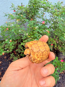 Hypomelanistic Cherryhead Red Foot Tortoise Baby 2026