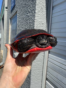 Super Red Northern Red Bellied Turtle Adult Female