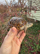 Desert Box Turtle Adult Female CB