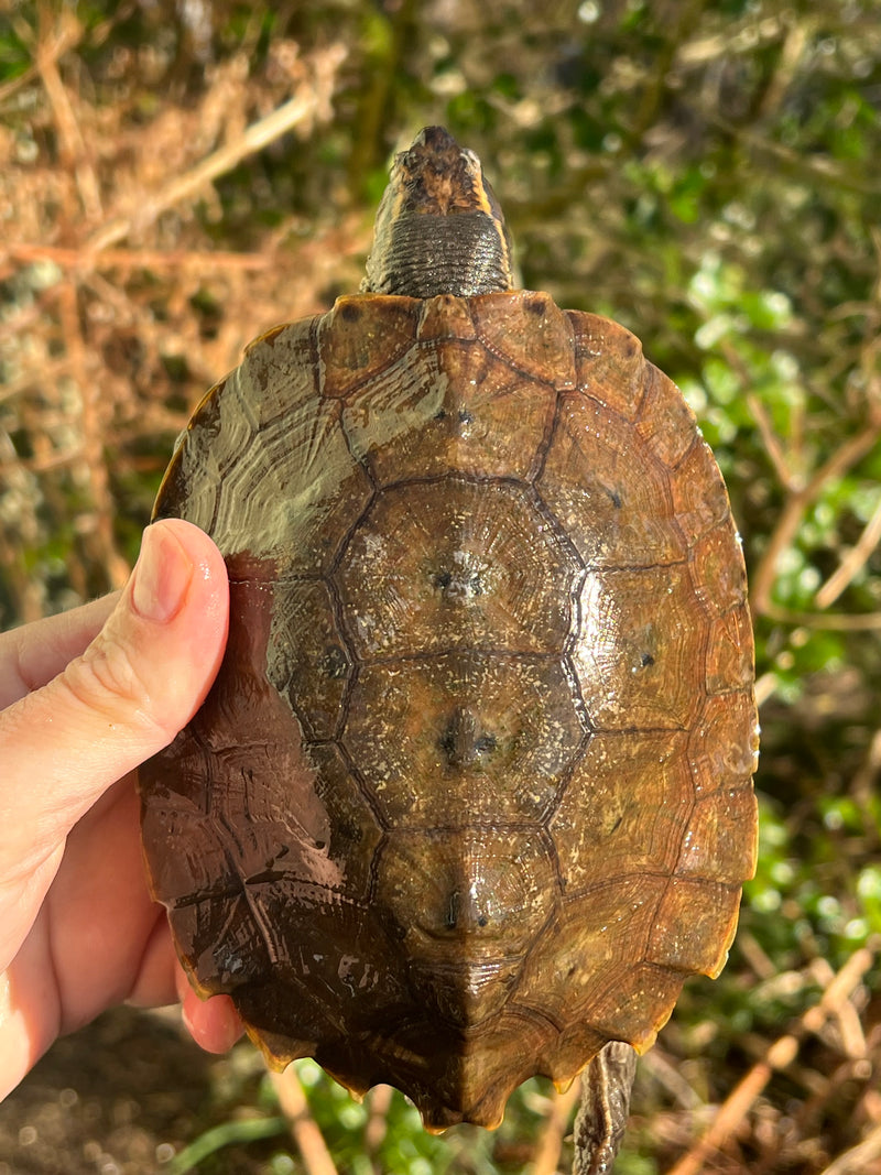 Flat Shell Turtle Juvenile Female