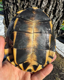 Mekong Snail-eating Turtle Adults (Malayemys subtrijuga)