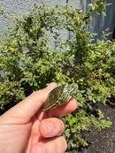 Florida Red Bellied Turtle X Peacock Slider