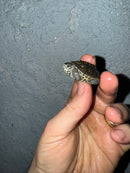 Hi White Concentric Diamondback Terrapin 2025