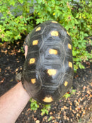 Red Foot Tortoise Adult Male