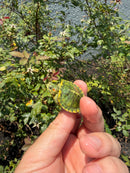 Pastel Picasso Red Eared Slider Turtle