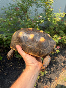 Red Foot Tortoise Adult Female