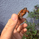 Vietnamese Three-striped Box Turtle