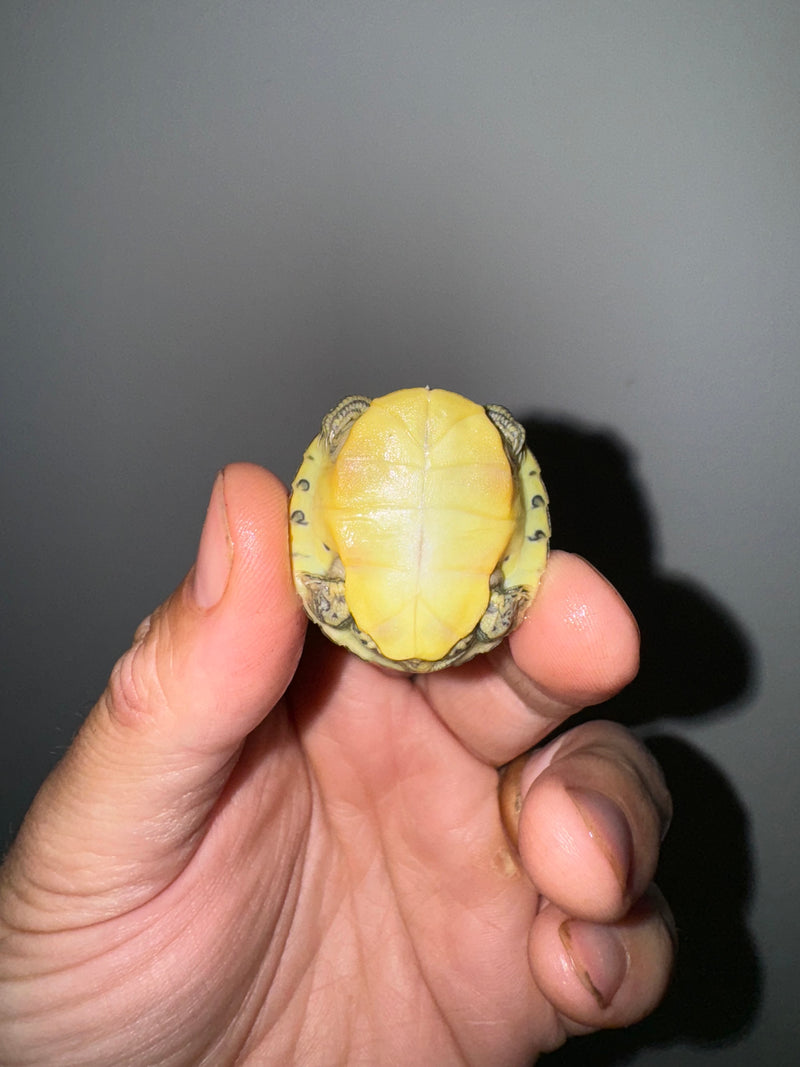 Genetic Pastel Red Eared Slider Turtle 2024