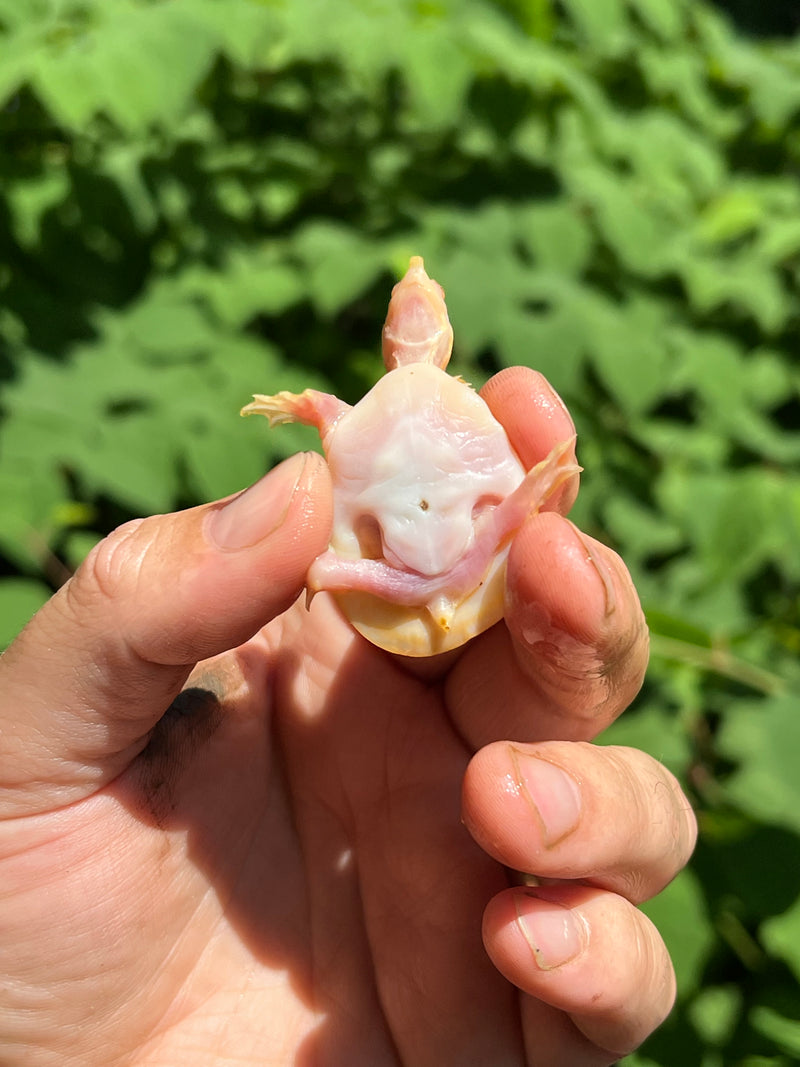 Albino Florida Softshell 2024