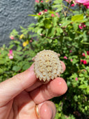 Albino Florida Snapping Turtle 2026