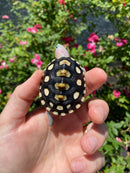 Ornate Diamondback Terrapin Female