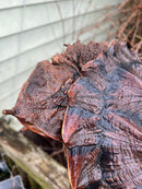 Adult Mata Mata Male