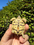 Leopard Tortoise 2024