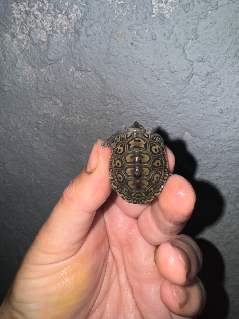 Hi White Concentric Diamondback Terrapin 2024