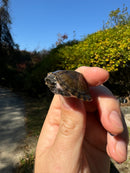 Stripe-necked Musk Turtle Juvenile Pair