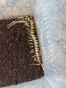 Piece of Lava Centipede Adults (Scolopendra subspinipes ‘piceoflava’)