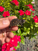 Hi Color Yellow Baby Eastern Box Turtle