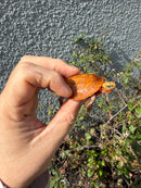 Bourret's Flowerback Box Turtle 2026