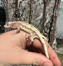 Frappucino Crested Gecko Juvenile