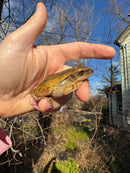 Golden Gliding Tree Frog (Polypedates leucomystax)