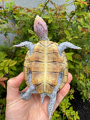 Ornate Diamondback Terrapin Female