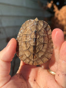 Golden Coin Box Turtle 2023