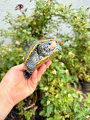 Concentric Diamondback Terrapin Adult Female