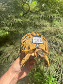 Libyan Greek Tortoise Adult Female