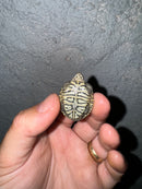 Hi White Concentric Diamondback Terrapin 2024